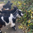Seven African pygmy goats in a line eating leaves