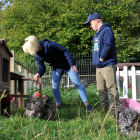 Chickens outdoors on the grass