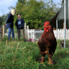 A brown chicken free roaming in the grass