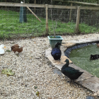 Ducks splashing in the pond
