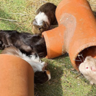 Three tri coloured guinea pigs playing in tunnels