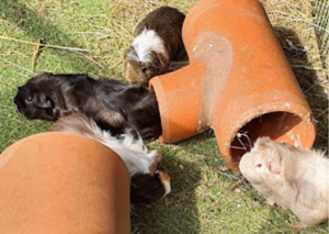 Three tri coloured guinea pigs playing in tunnels