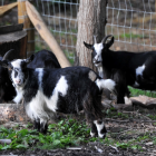 Three black and white pygmy goats