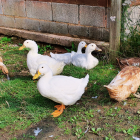 Four white ducks and 3 brown ducks on the grass