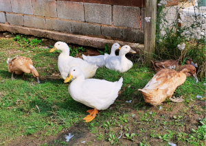 Four white ducks and 3 brown ducks on the grass