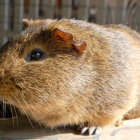 short haired brown guinea pig
