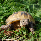 A tortoise munching on some grass