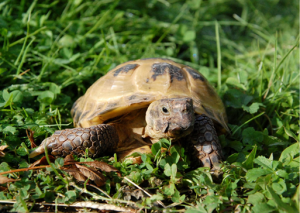 A tortoise munching on some grass