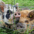 Kunekune pigs Rosie and Peaches looking through the fence