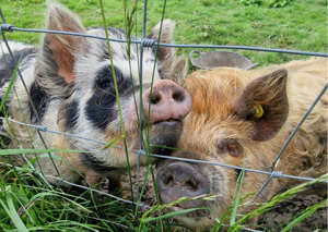 Kunekune pigs Rosie and Peaches looking through the fence