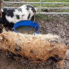 A brown and black Kunekune pig and a black and white Kunekune pig
