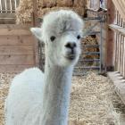 A white alpaca looking straight at the camera