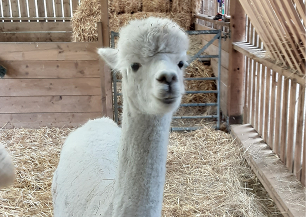 A white alpaca looking straight at the camera