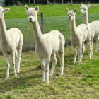 4 white alpacas walking in a line with freshly cut coats