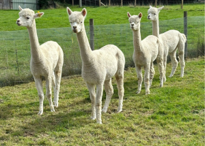 4 white alpacas walking in a line with freshly cut coats